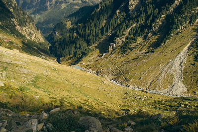 Scenic view of river flowing through forest