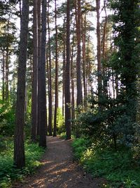 Trees in forest