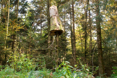 Low angle view of an animal amidst trees in forest