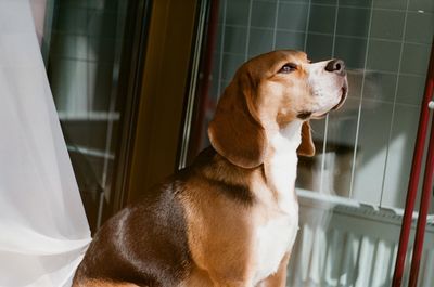 High angle view of dog sitting at home