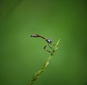 Close-up of grasshopper