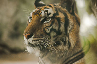 The tiger's gaze had a terrifying eye.the eyes of a tiger look.