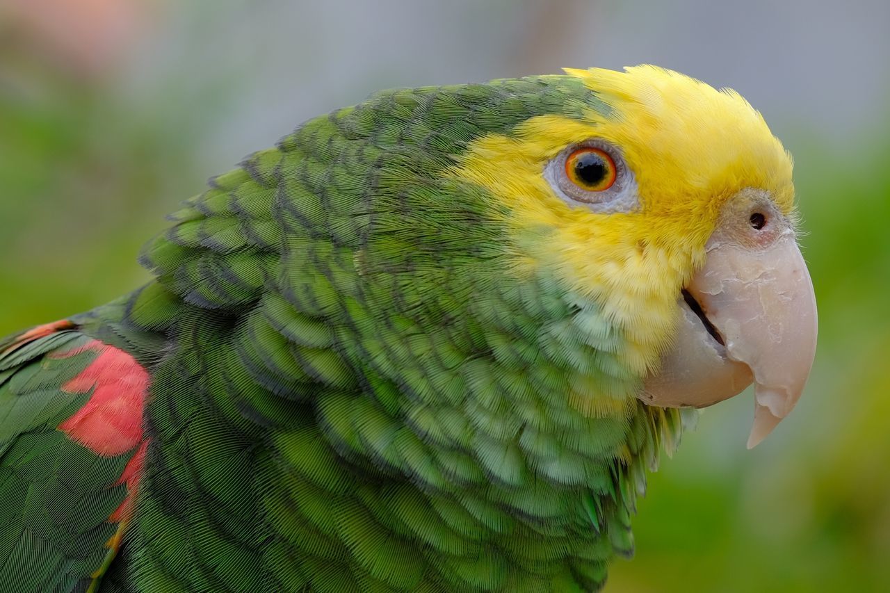 CLOSE-UP OF PEACOCK