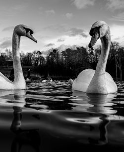 Black and white monochrome mute swan swans pair low-level water side view macro animal background