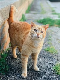 Portrait of a cat