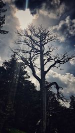 Low angle view of silhouette tree against sky