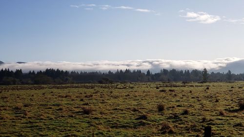 Panoramic shot of trees on field against sky