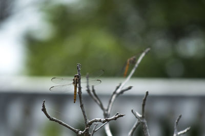 Close-up of insect on plant