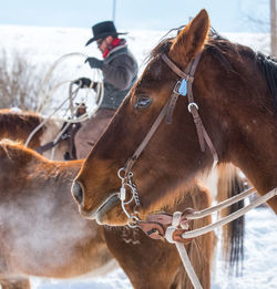 Horses in a horse