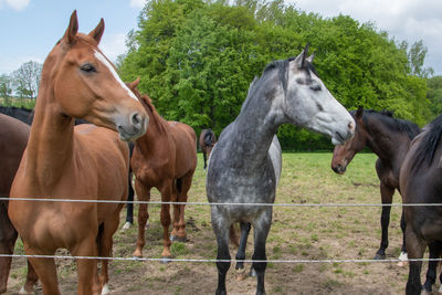 Horses standing in ranch