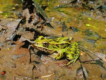 High angle view of frog in lake