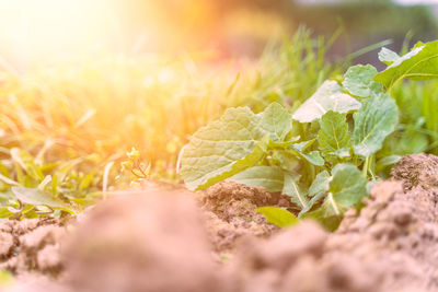 Close-up of fresh green plants on field during sunny day