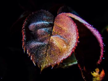 Close-up of wet leaf at night