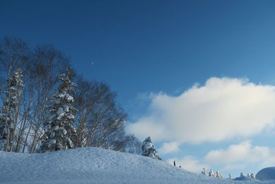 Snow covered plants against sky