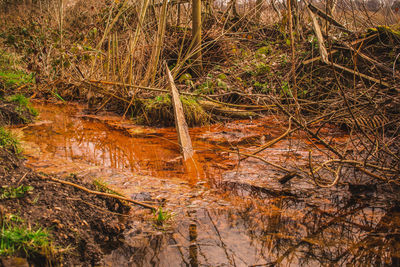 High angle view of lake in forest