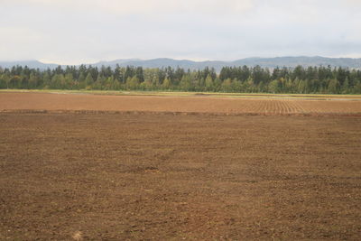 Scenic view of field against sky