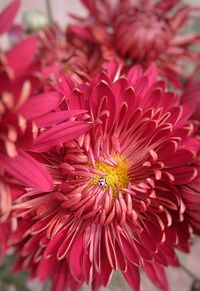 Close-up of pink flower