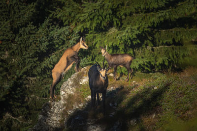 Horses standing in a forest