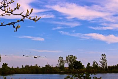 Bird flying over trees