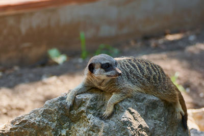 Suricate standing on the rock