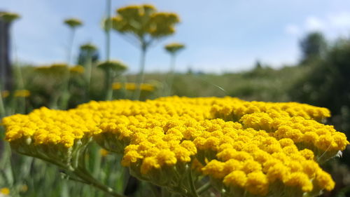 Close-up of yellow flowers blooming in field