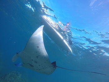 Manta ray swims by paddleboarder