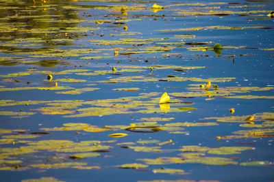 Lilies floating on water