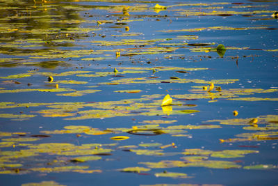 Leaves floating on water