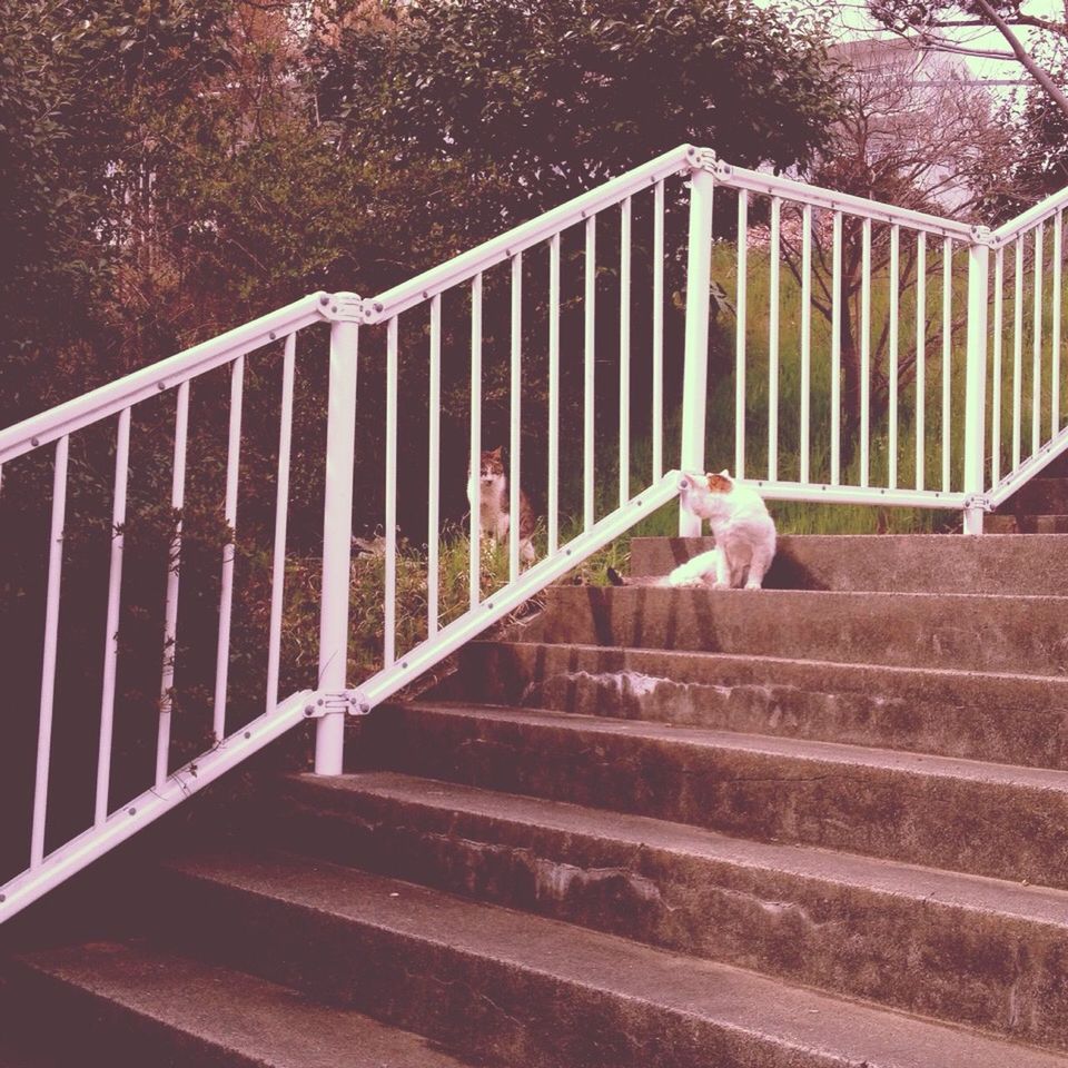 railing, fence, flower, steps, tree, animal themes, sunlight, outdoors, day, nature, built structure, metal, growth, plant, pink color, domestic animals, footbridge, no people, wood - material, steps and staircases