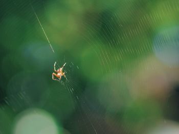 Close-up of spider on web