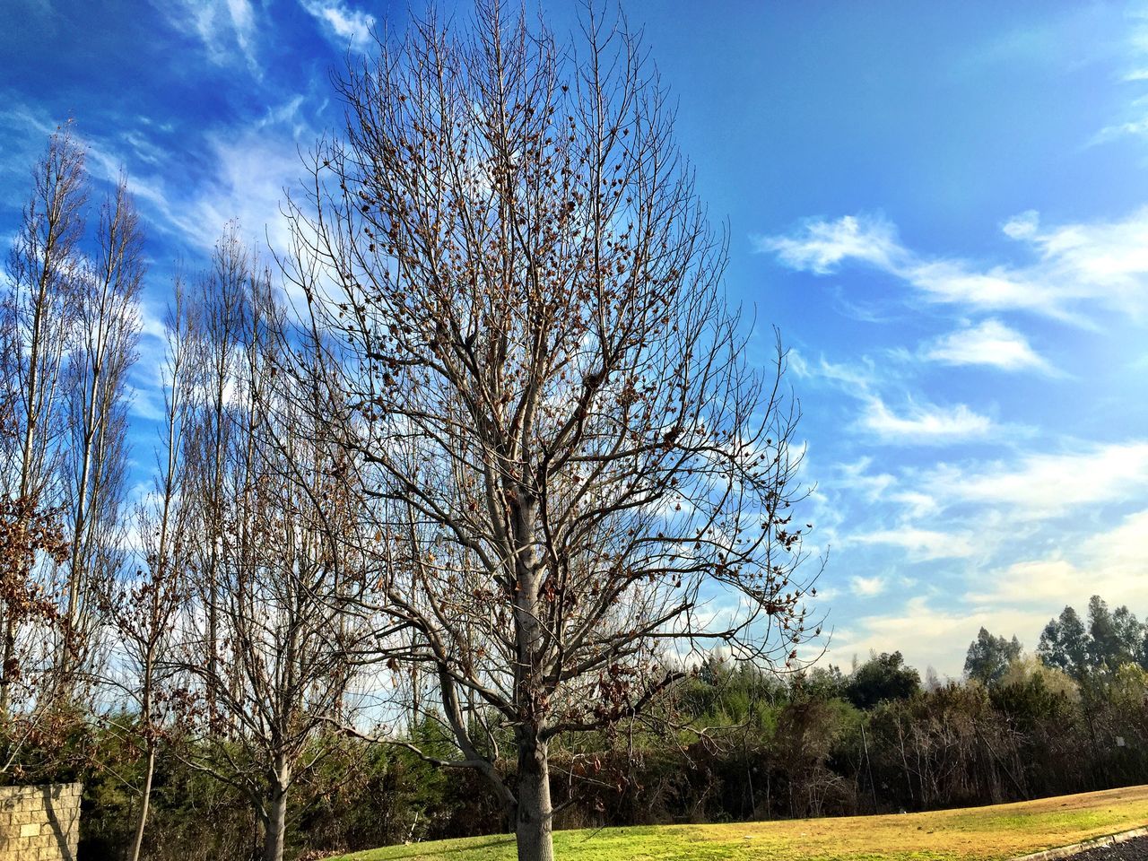 tree, sky, growth, tranquility, field, nature, tranquil scene, beauty in nature, landscape, scenics, grass, tree trunk, cloud - sky, branch, cloud, blue, bare tree, day, low angle view, green color