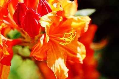 Close-up of red flowering plant