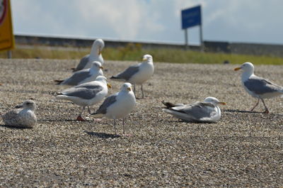 Seagulls perching on street