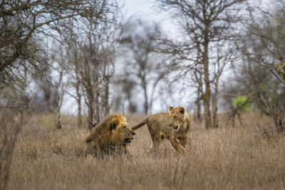 View of lioness with lion in forest