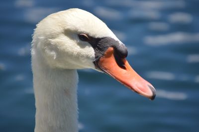 Close-up of mute swan against lake
