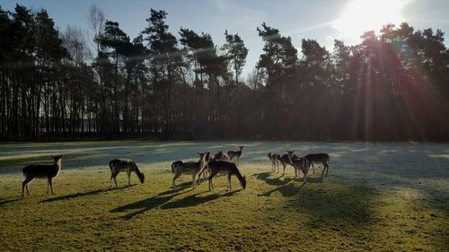 Herd of deer on grassy field