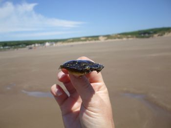 Cropped image of hand holding turtle on wet shore