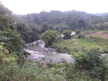 Scenic view of river amidst trees in forest against sky