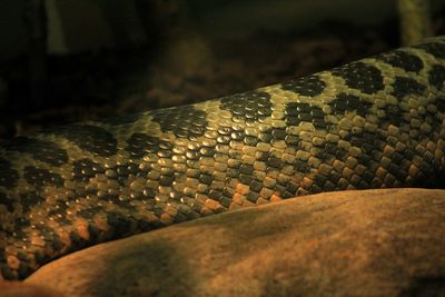 Close-up of lizard