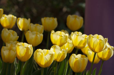 Close-up of yellow tulips