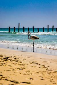 View of seagulls on beach