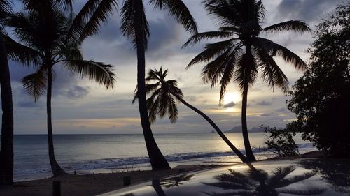 Palm trees on beach