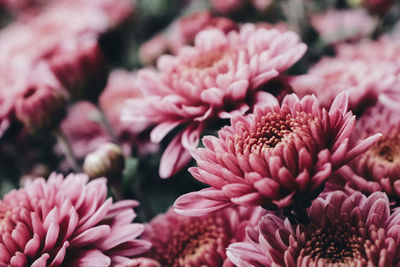 Close-up of pink flowers