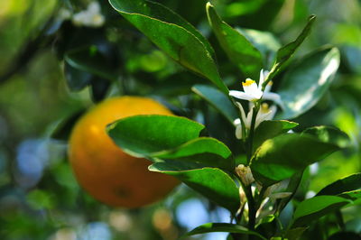 Close-up of fruit growing on tree