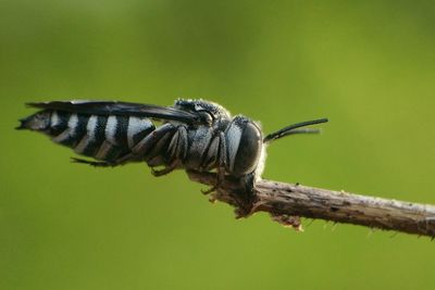 Close-up of insect on leaf