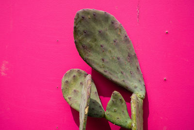 Close-up of prickly pear cactus against pink background