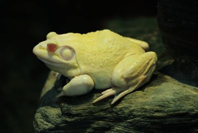 Close-up of turtle on rock