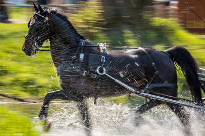 Horse in a water