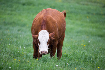 Frontal view of large red hereford cow with white face looking up during rainy day