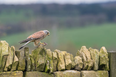 Male kestrel, falco tinnunculus, perched on a dry stone wall